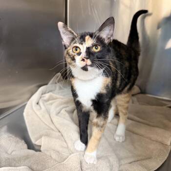 Snickers -  Domestic Short Hair Cat for Adoption in Palm Springs, California - Snickers | PetCurious