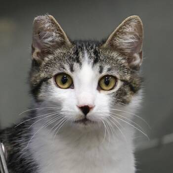 Plum -  Domestic Short Hair Cat for Adoption in Los Angeles, California - Plum | PetCurious