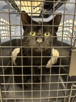 Domestic Short Hair Cats Available for Adoption in Fairfax, Virginia - Subaru | PetCurious