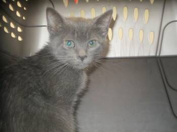 ASH -  Domestic Short Hair Cat for Adoption in Ocala, Florida - ASH | PetCurious