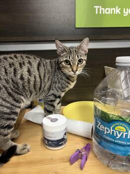Ryder -  Tabby Cat for Adoption in Naples, Florida - Ryder | PetCurious