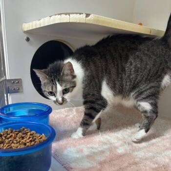 Domestic Short Hair Cats Available for Adoption - Battle Beast (BB) | PetCurious