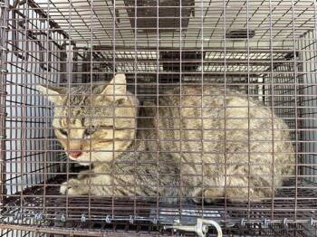 Domestic Short Hair Cats Available for Adoption - DEACON | PetCurious