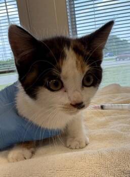 Butterscotch -  Domestic Short Hair Cat for Adoption in Lafayette, Indiana - Butterscotch | PetCurious
