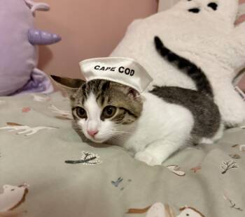 Sam -  Domestic Short Hair Cat for Adoption in Mayfield, New York - Sam | PetCurious