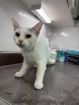 Canpanita -  Domestic Short Hair Cat for Adoption in South Bend, Indiana - Canpanita | PetCurious