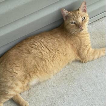 Jordan -  Domestic Short Hair Cat for Adoption in Normal, Illinois - Jordan | PetCurious