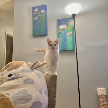 Rescue Domestic Short Hair Cats for Adoption in Evanston, Illinois - Ferrari | PetCurious