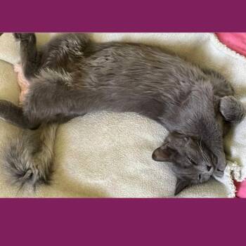 Domestic Long Hair Cats Available for Adoption - Ash | PetCurious