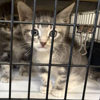 John -  Domestic Medium Hair Cat Available for Adoption in Clyde, Texas - John | PetCurious