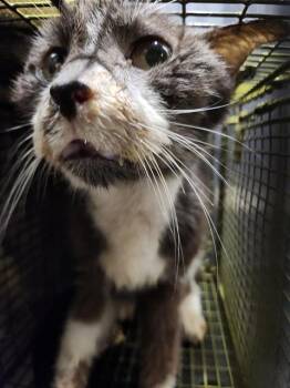 Domestic Short Hair Cats Available for Adoption in San Antonio, Texas - SAMMY | PetCurious