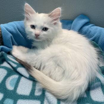 Angora -  Domestic Long Hair Cat for Adoption in Hawthorne, California - Angora | PetCurious