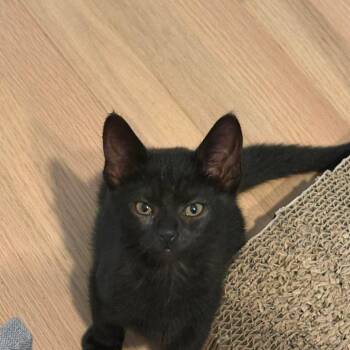 Sriracha -  Domestic Short Hair Cat for Adoption in Jarrettsville, Maryland - Sriracha | PetCurious