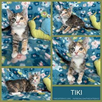 Domestic Short Hair Cats Available for Adoption in Corpus Christi, Texas - Tiki | PetCurious
