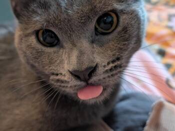 Hematite (aka Coconut) -  Russian Blue and British Shorthair Cat for Adoption in Chicago, Illinois - Hematite (aka Coconut) | PetCurious