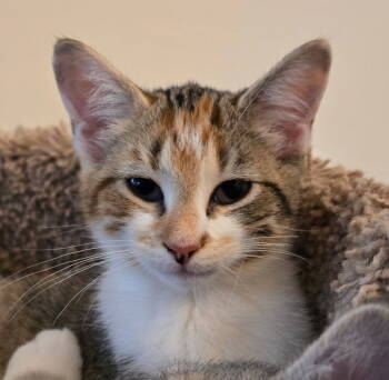 Rescue Domestic Short Hair Cats for Adoption in Cary, North Carolina - Calliope A | PetCurious