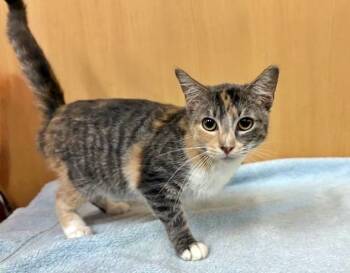 Rescue Domestic Short Hair Cats for Adoption in Brentwood, Missouri - MAYA | PetCurious