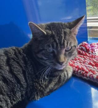 Domestic Short Hair Cats Available for Adoption in Westminster, Maryland - JOHN | PetCurious