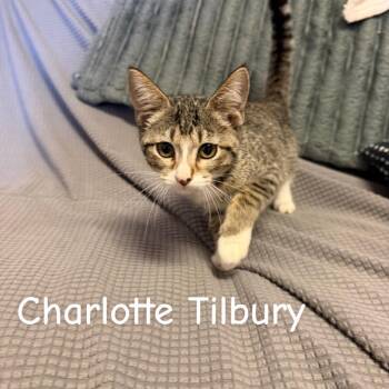 Charlotte Tilbury -  Domestic Short Hair Cat for Adoption in Buffalo, Minnesota - Charlotte Tilbury | PetCurious