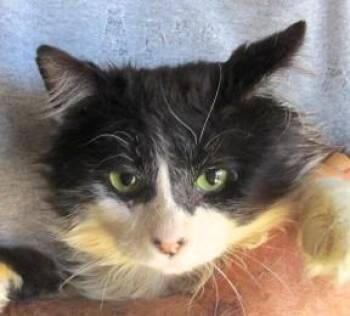 Ziggy -  Maine Coon and Domestic Long Hair Cat Available for Adoption in Paris, Kentucky - Ziggy | PetCurious