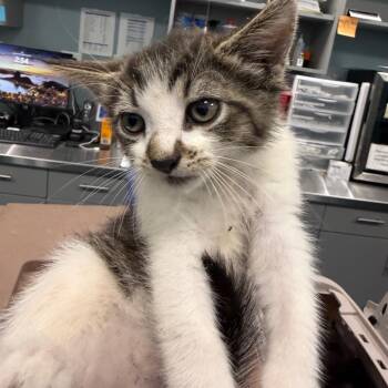 Loofah -  Domestic Short Hair Cat for Adoption in Greensboro, North Carolina - Loofah | PetCurious