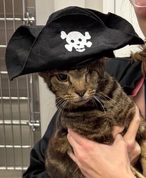 Rescue Domestic Short Hair Cats for Adoption in Newnan, Georgia - *Pirate | PetCurious