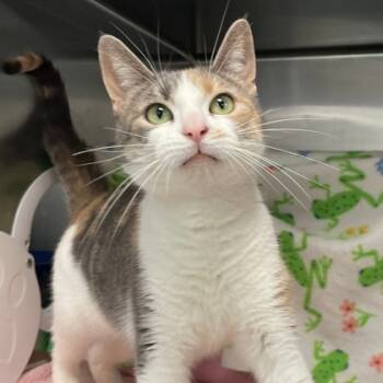 Rescue Domestic Short Hair Cats for Adoption in Wheaton, Illinois - Allie | PetCurious