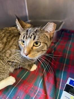 Rescue Domestic Short Hair Cats for Adoption in South Bend, Indiana - Gizmo | PetCurious