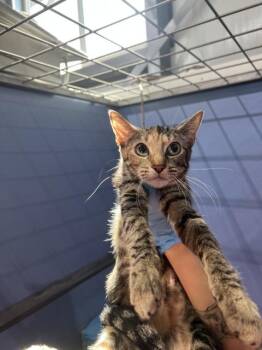 ASHLEY -  Domestic Short Hair Cat for Adoption in San Bernardino, California - ASHLEY | PetCurious
