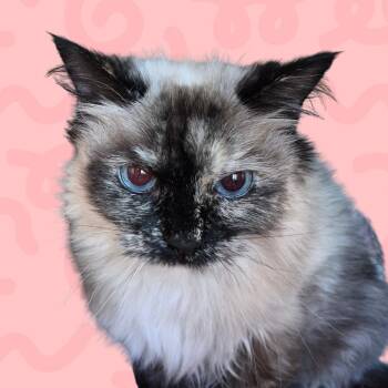 Whisper -  Domestic Medium Hair and Ragdoll Cat for Adoption in Reno, Nevada - Whisper | PetCurious
