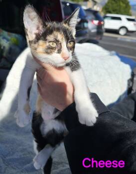 Rescue Domestic Short Hair Cats for Adoption in Jemez Pueblo, New Mexico - Cheese | PetCurious
