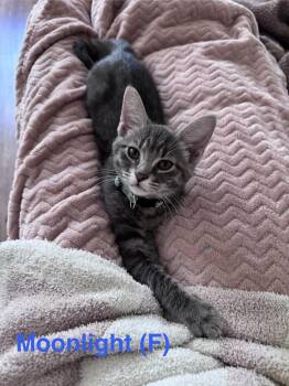 Moonlight -  Domestic Short Hair Cat Available for Adoption in Clarksville, Tennessee - Moonlight | PetCurious
