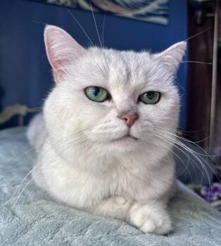 Sylvio (pre adopt) -  Scottish Fold and Domestic Short Hair Cat for Adoption in Fort Worth, Texas - Sylvio (pre Adopt) | PetCurious
