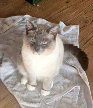 Dobby -  Siamese Cat for Adoption in Oxford, Mississippi - Dobby | PetCurious