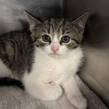 Domestic Short Hair Cats Available for Adoption in Allentown, Pennsylvania - Kitty Gaga | PetCurious