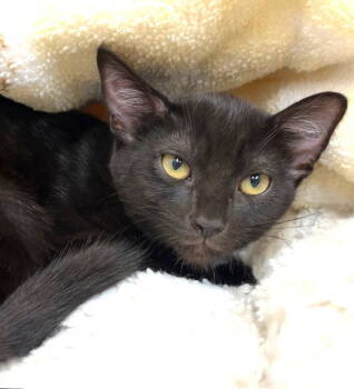 Rescue Domestic Short Hair Cats for Adoption in Seal Beach, California - Kitten Tinsel | PetCurious