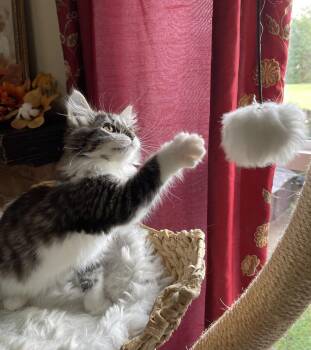 Greg -  Domestic Medium Hair Cat for Adoption in Virginia Beach, Virginia - Greg | PetCurious