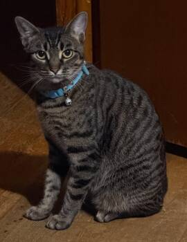 Rescue Tabby Cats for Adoption in Beckley, West Virginia - Mabel | PetCurious
