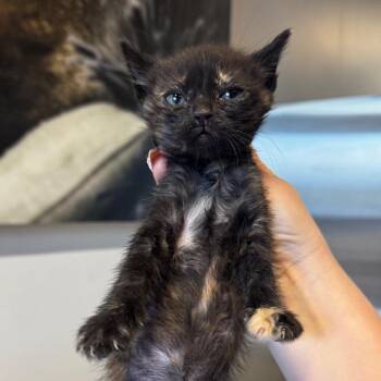 IVHS-Stray-138966 -  Domestic Short Hair Cat for Adoption in San Gabriel, California - IVHS-Stray-138966 | PetCurious