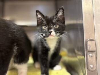 EMPRESS BISCUITS -  Domestic Short Hair Cat for Adoption in Fort Wayne, Indiana - EMPRESS BISCUITS | PetCurious