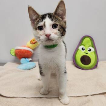 Leif -  Domestic Short Hair Cat for Adoption in Fort Wayne, Indiana - Leif | PetCurious