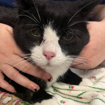 Domestic Short Hair Cats Available for Adoption in Newark, New Jersey - Tootsie | PetCurious