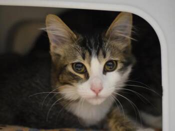 Pumba -  Domestic Short Hair Cat for Adoption in Portland, Oregon - Pumba | PetCurious