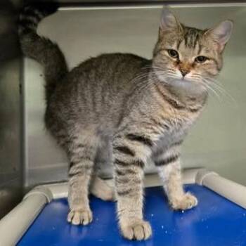 Domestic Short Hair Cats Available for Adoption - Pinta | PetCurious