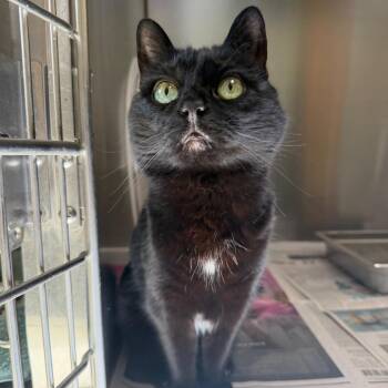 Lucy -  Domestic Short Hair Cat for Adoption in Winston-salem, North Carolina - Lucy | PetCurious