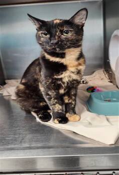 Domestic Short Hair Cats Available for Adoption in Fort Walton Beach, Florida - ZURI | PetCurious