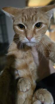 The perfect seven letter word "Scrabble" -  Domestic Short Hair Cat for Adoption in Elizabeth, Pennsylvania - The Perfect Seven Letter Word "Scrabble" | PetCurious