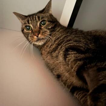 Scuttlebutt -  Domestic Short Hair Cat for Adoption in Sarasota, Florida - Scuttlebutt | PetCurious
