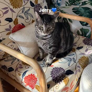 Jerry -  Tabby and Domestic Short Hair Cat for Adoption in Newark, New Jersey - Jerry | PetCurious