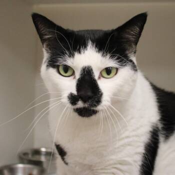 Macy -  Domestic Short Hair Cat for Adoption in Champaign, Illinois - Macy | PetCurious